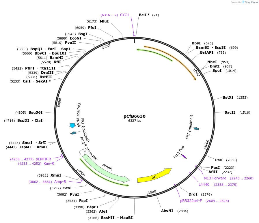 212700-plasmid-map-sequence-id-424300
