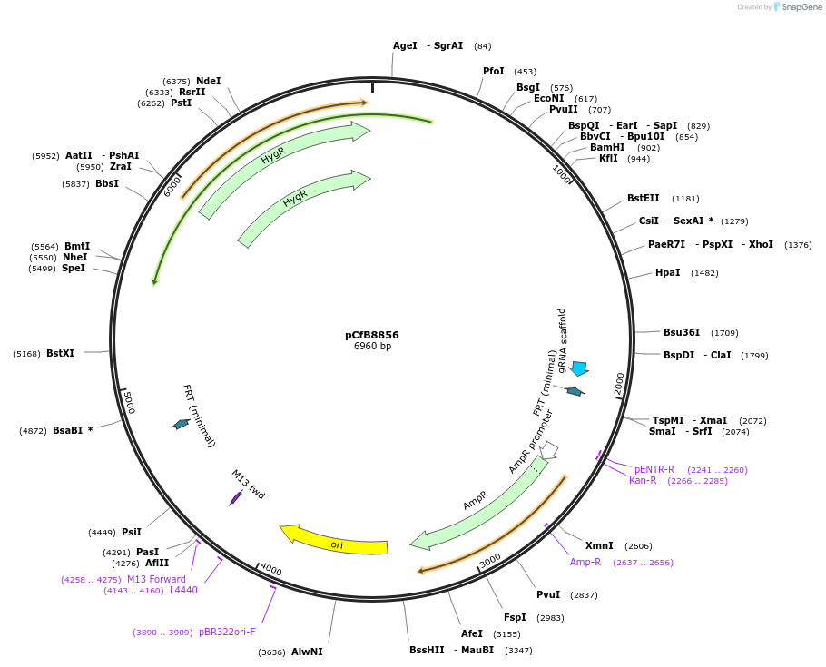 212701-plasmid-map-sequence-id-424301