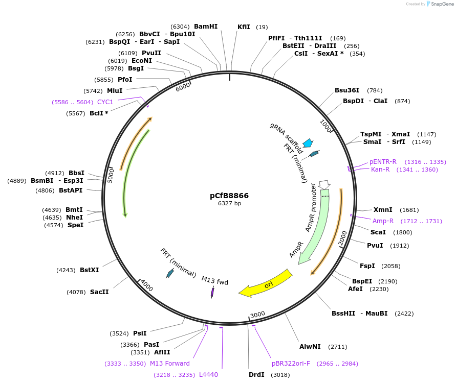 212703-plasmid-map-sequence-id-424302