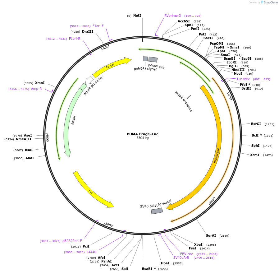 16591-plasmid-map-sequence-id-424324