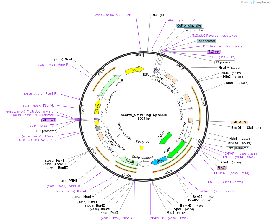 208840-plasmid-map-sequence-id-424330