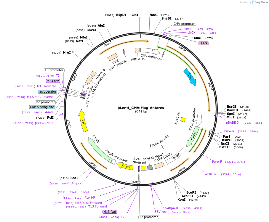 208852-plasmid-map-sequence-id-424331