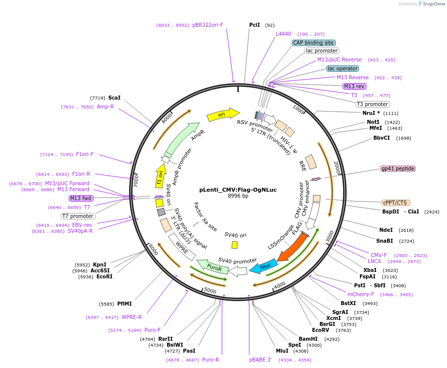 208851-plasmid-map-sequence-id-424333