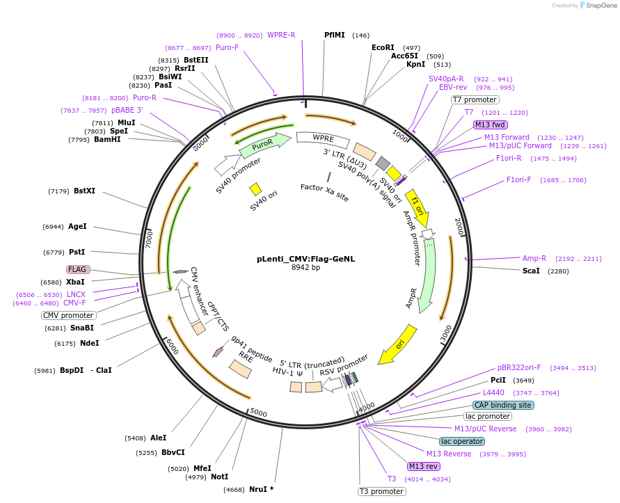 208841-plasmid-map-sequence-id-424336
