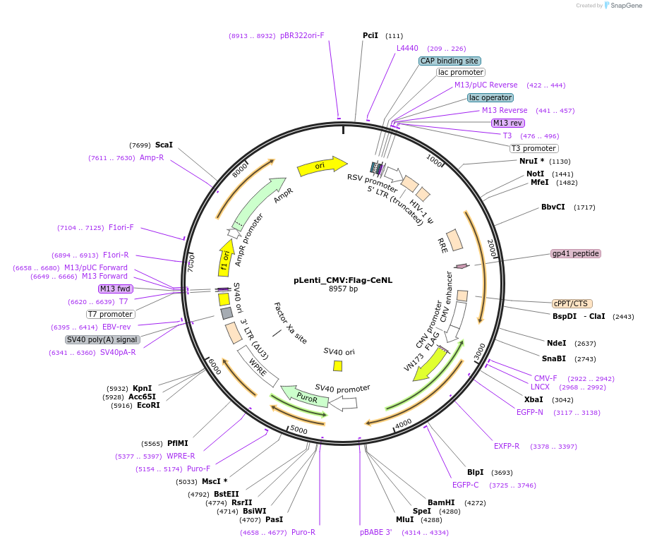 208839-plasmid-map-sequence-id-424337