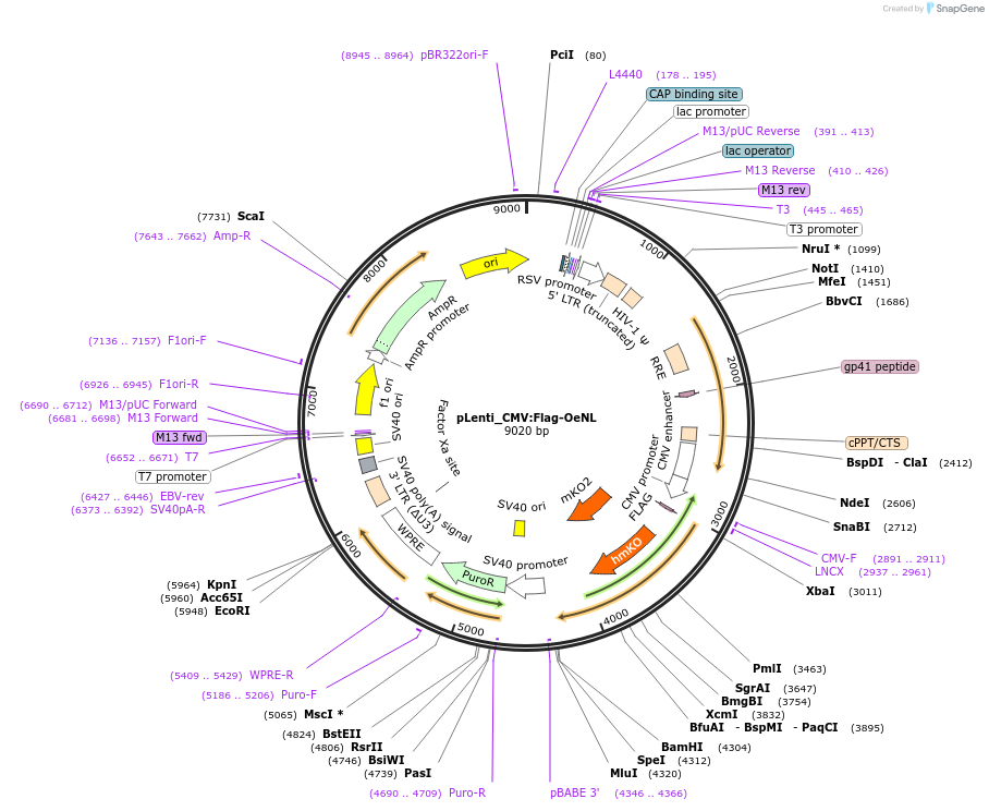 208850-plasmid-map-sequence-id-424338