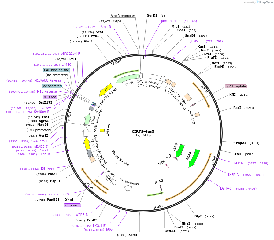 213172-plasmid-map-sequence-id-424348