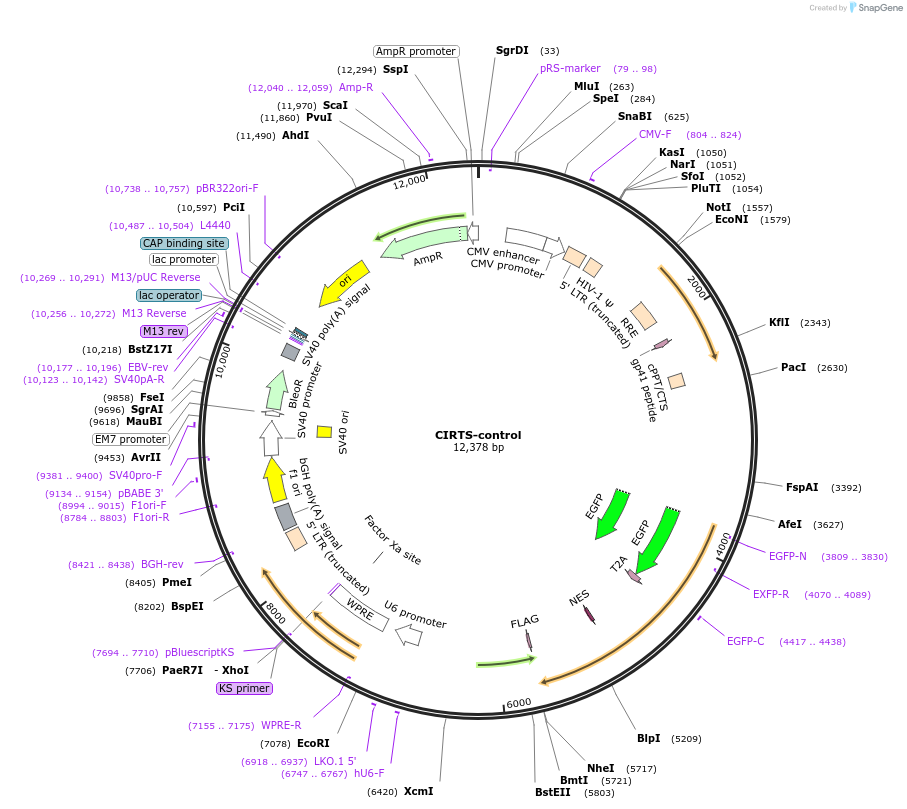 213788-plasmid-map-sequence-id-424349