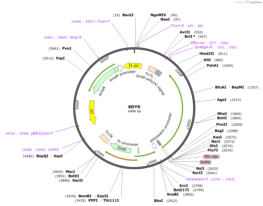 424355_map