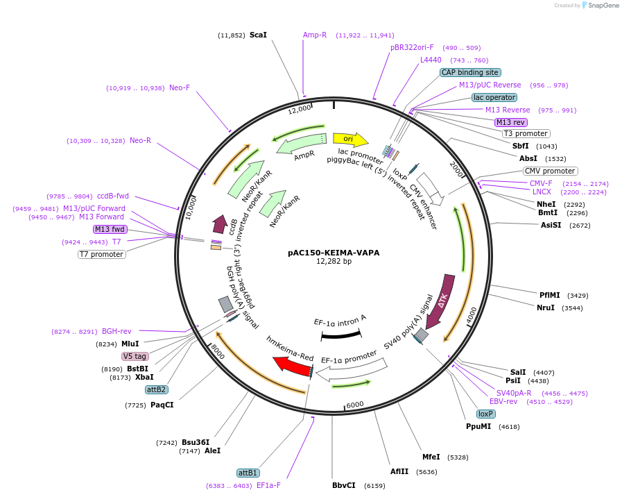 212096-plasmid-map-sequence-id-424356