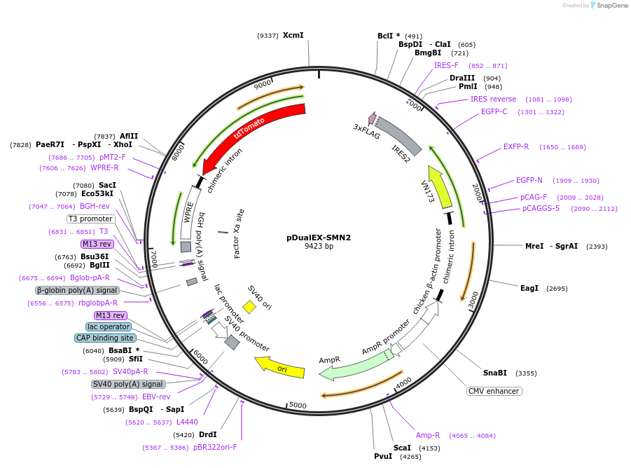 214431-plasmid-map-sequence-id-424357