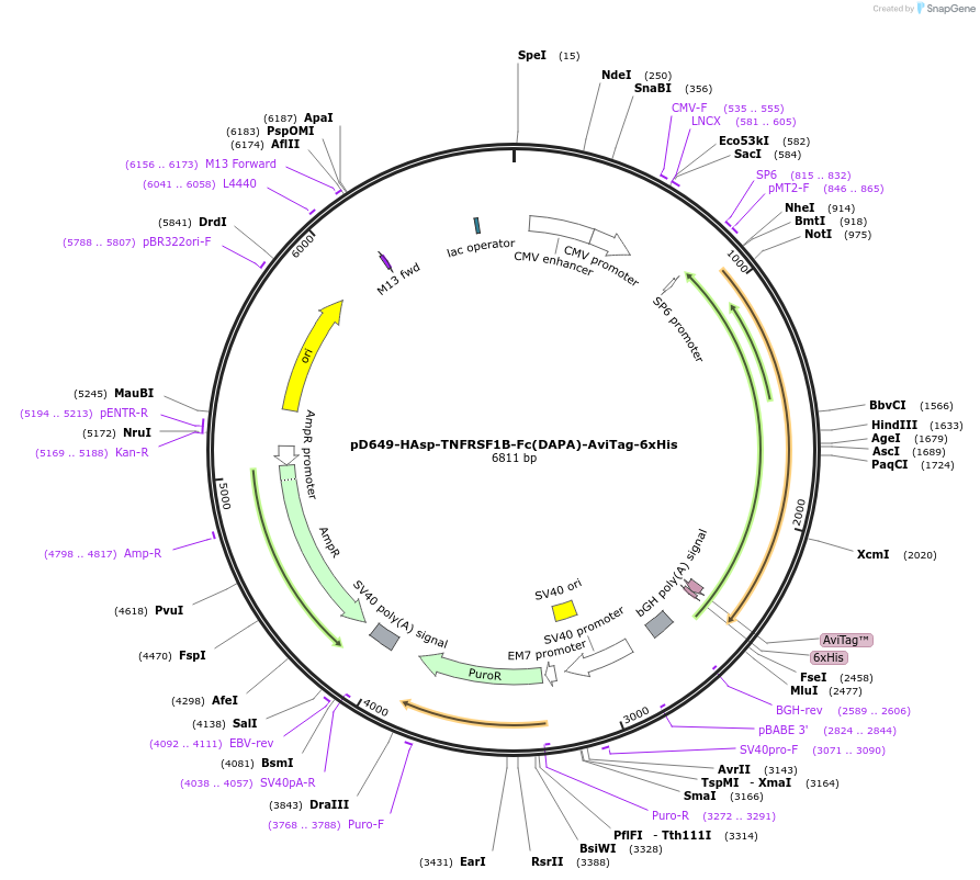 156686-plasmid-map-sequence-id-424369