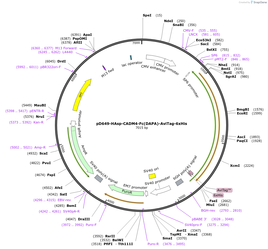 156741-plasmid-map-sequence-id-424370