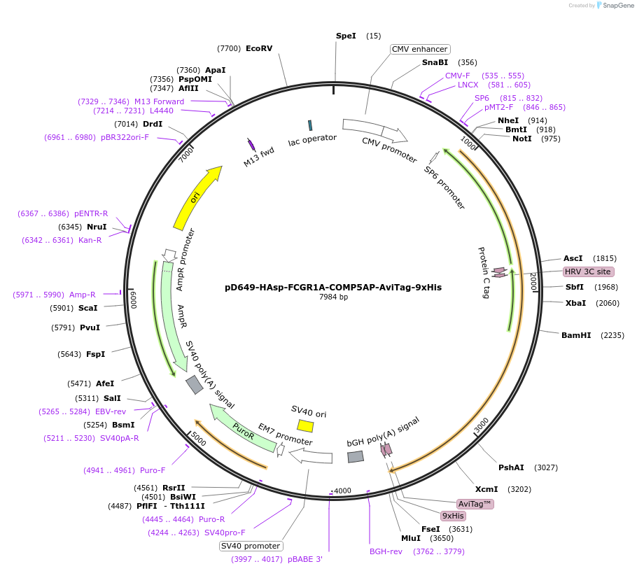 157282-plasmid-map-sequence-id-424371