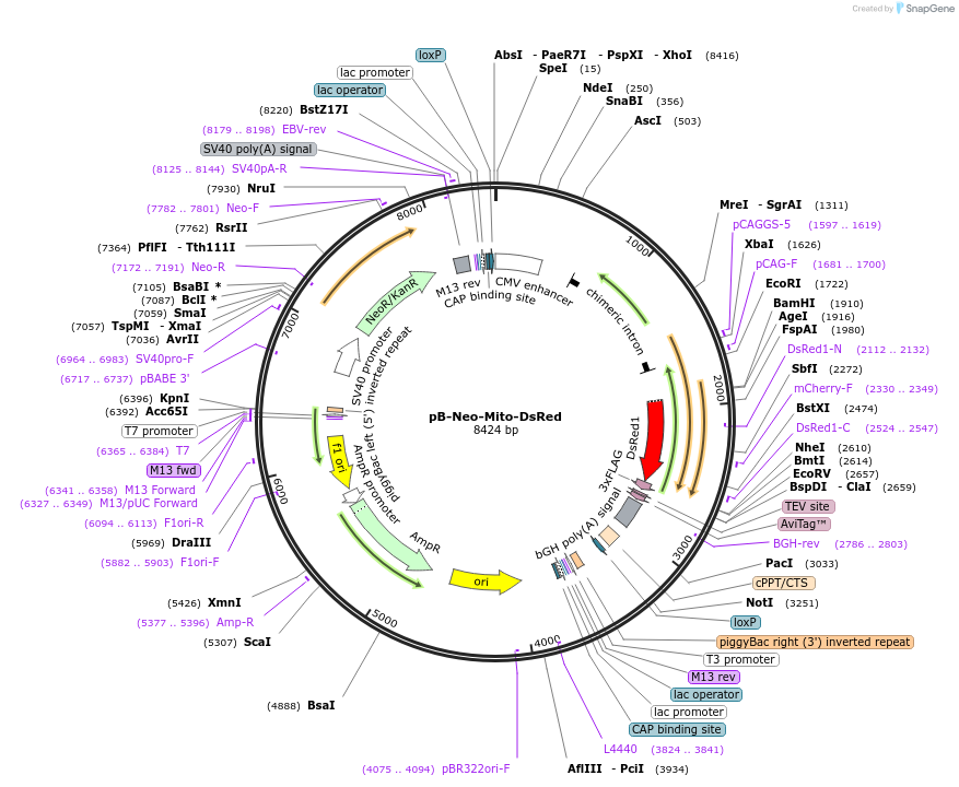 210328-plasmid-map-sequence-id-424373