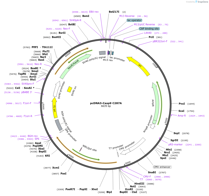 11819-plasmid-map-sequence-id-424374
