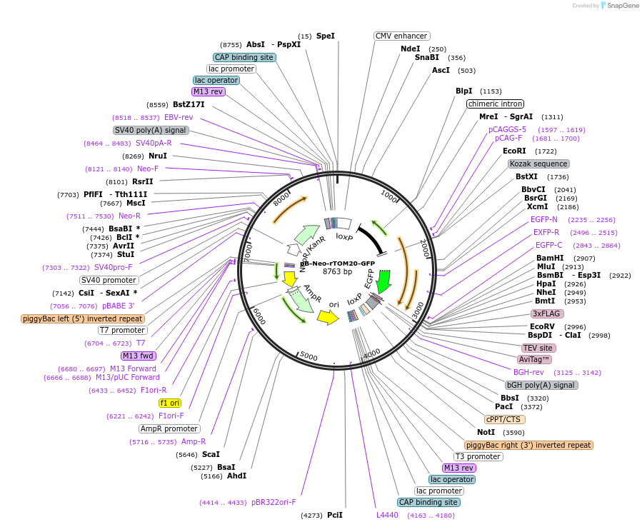 210331-plasmid-map-sequence-id-424375