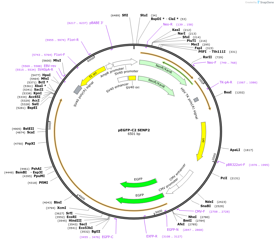 13382-plasmid-map-sequence-id-424376
