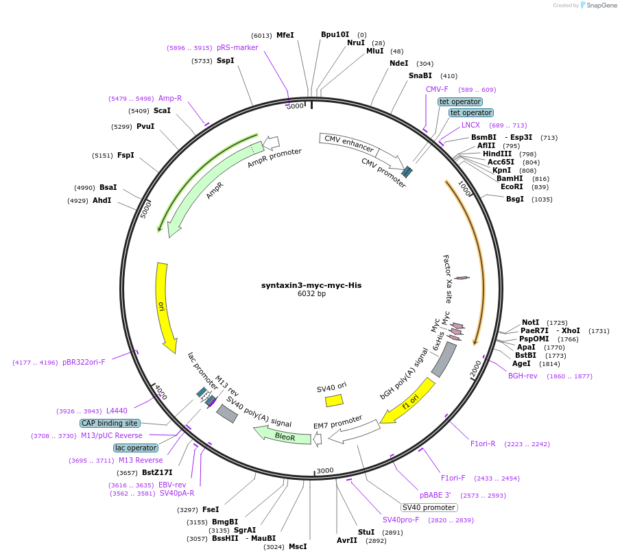 12372-plasmid-map-sequence-id-424378