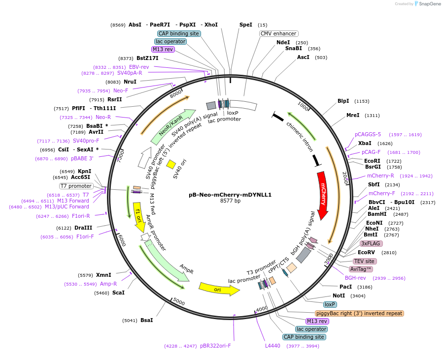 210336-plasmid-map-sequence-id-424383