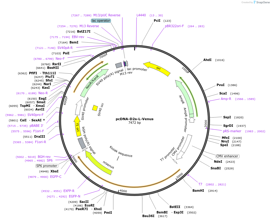 19966-plasmid-map-sequence-id-424392