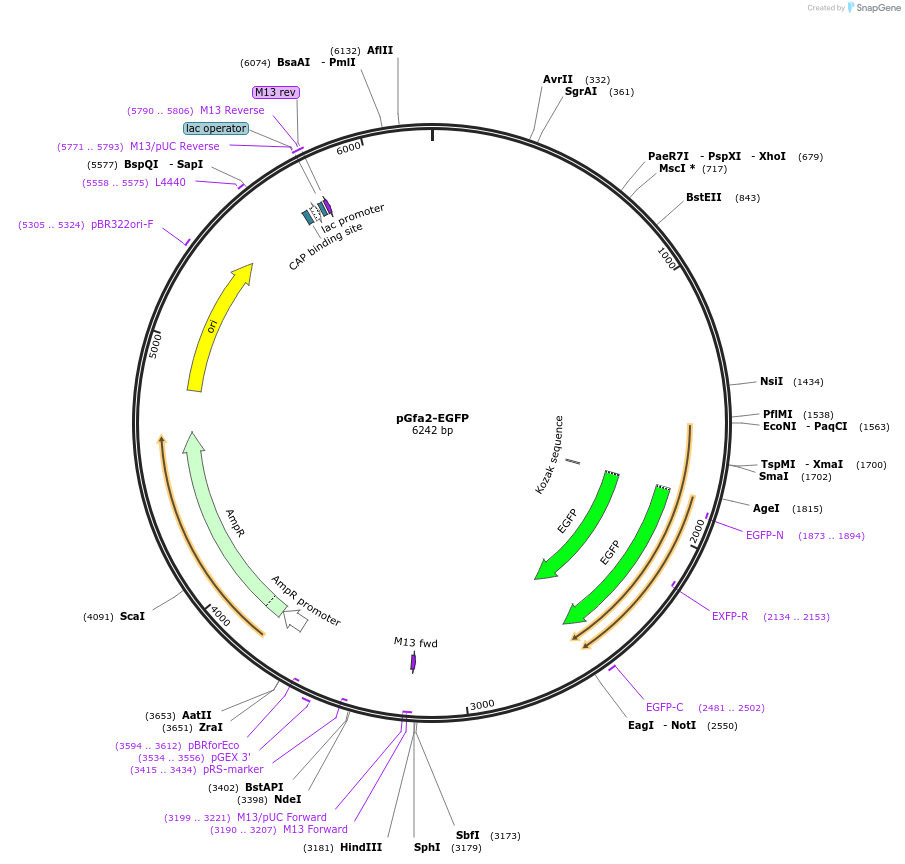 53128-plasmid-map-sequence-id-424393