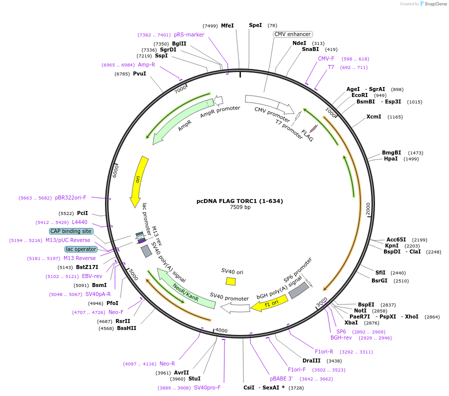 25718-plasmid-map-sequence-id-424394
