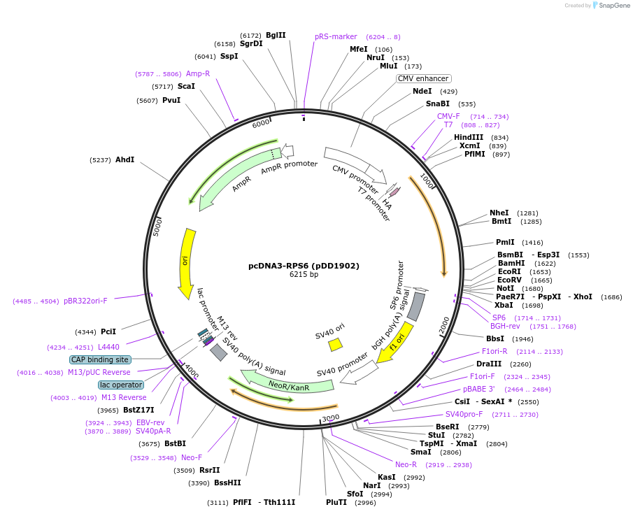 52913-plasmid-map-sequence-id-424396