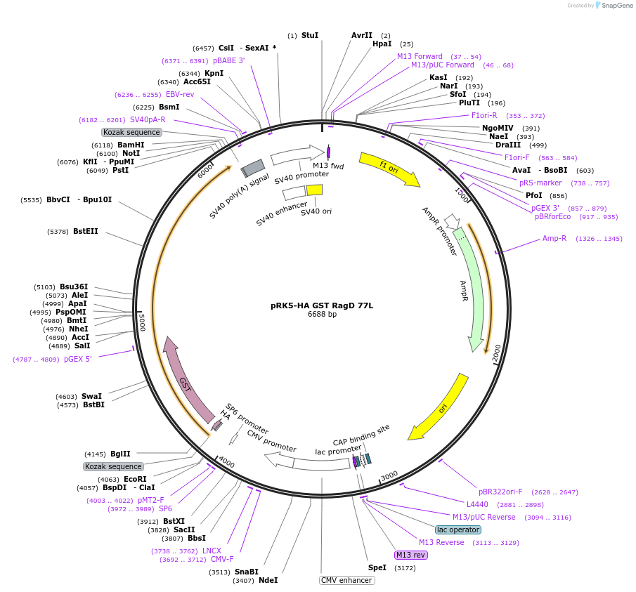 19308-plasmid-map-sequence-id-424398