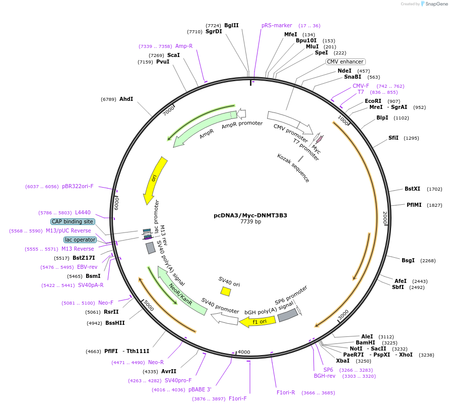 37546-plasmid-map-sequence-id-424399