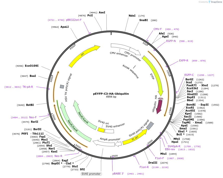 28236-plasmid-map-sequence-id-424411