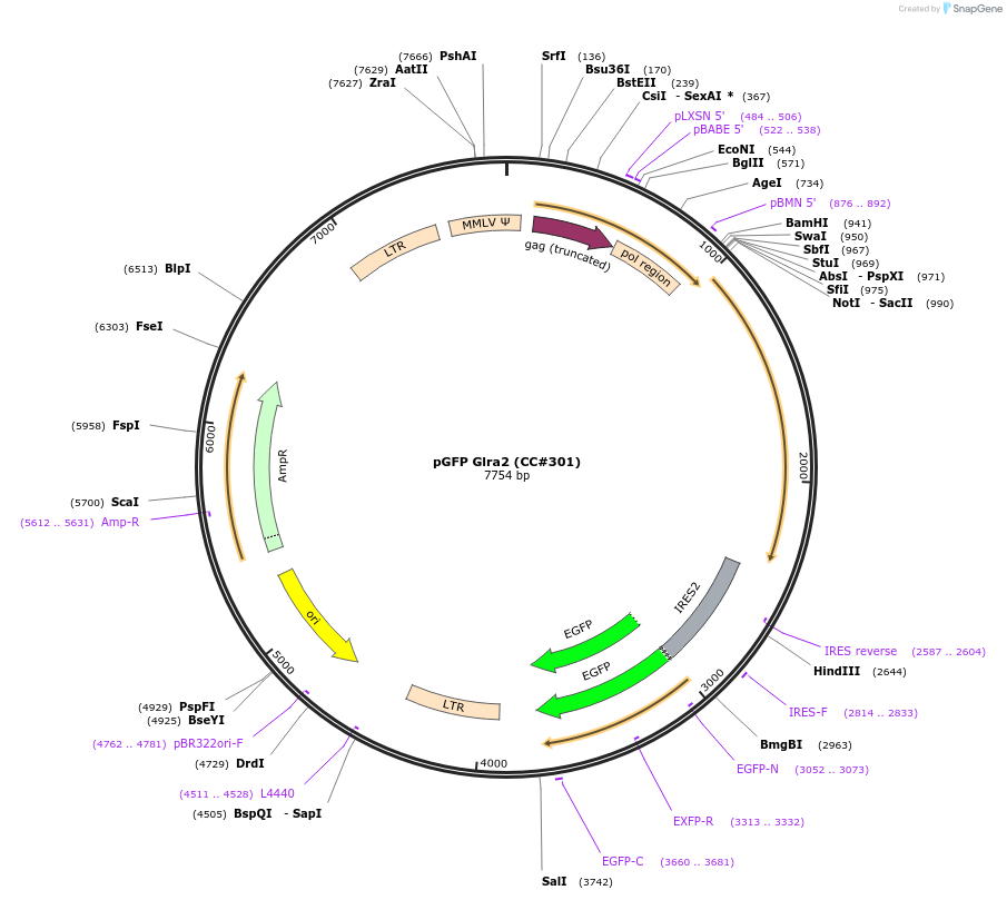 15199-plasmid-map-sequence-id-424415