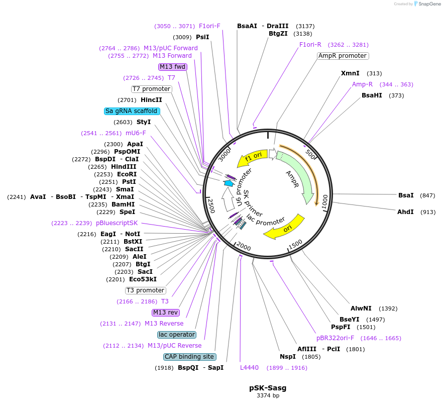 214350-plasmid-map-sequence-id-424416