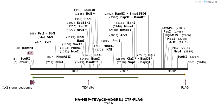 424429_map