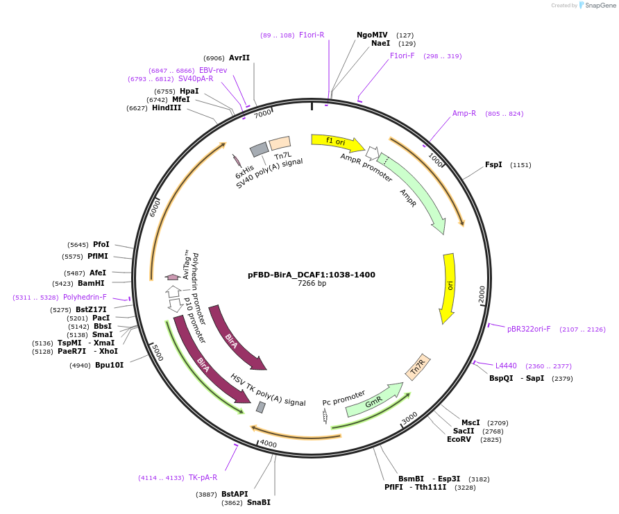 210883-plasmid-map-sequence-id-424499