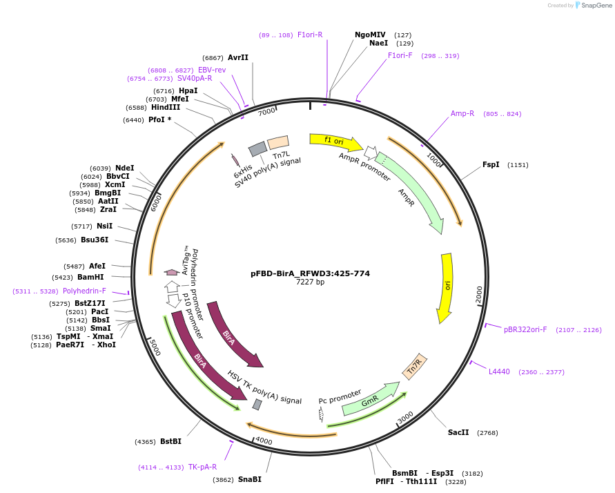 210884-plasmid-map-sequence-id-424500