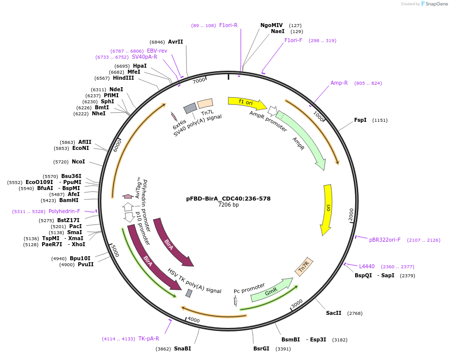 210885-plasmid-map-sequence-id-424501