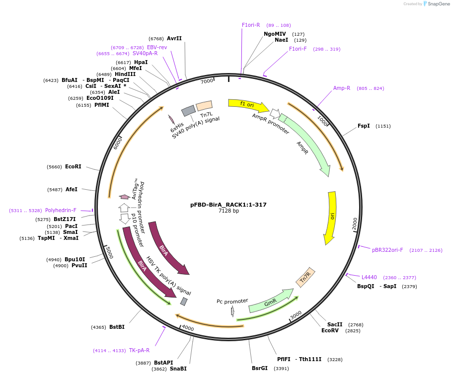 210889-plasmid-map-sequence-id-424503