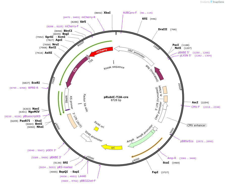66692-plasmid-map-sequence-id-424506