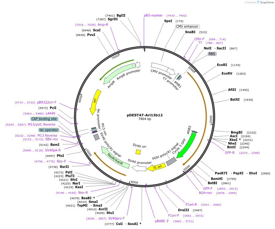 40872-plasmid-map-sequence-id-424507