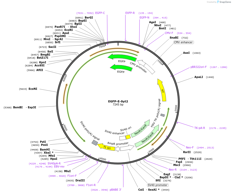 66831-plasmid-map-sequence-id-424509