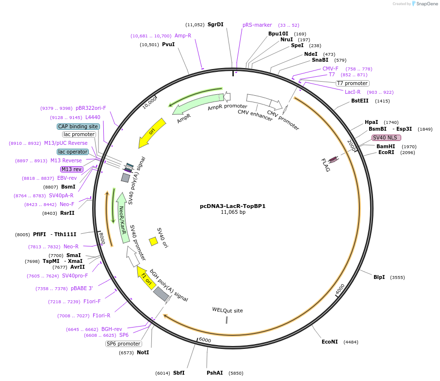 31317-plasmid-map-sequence-id-424516