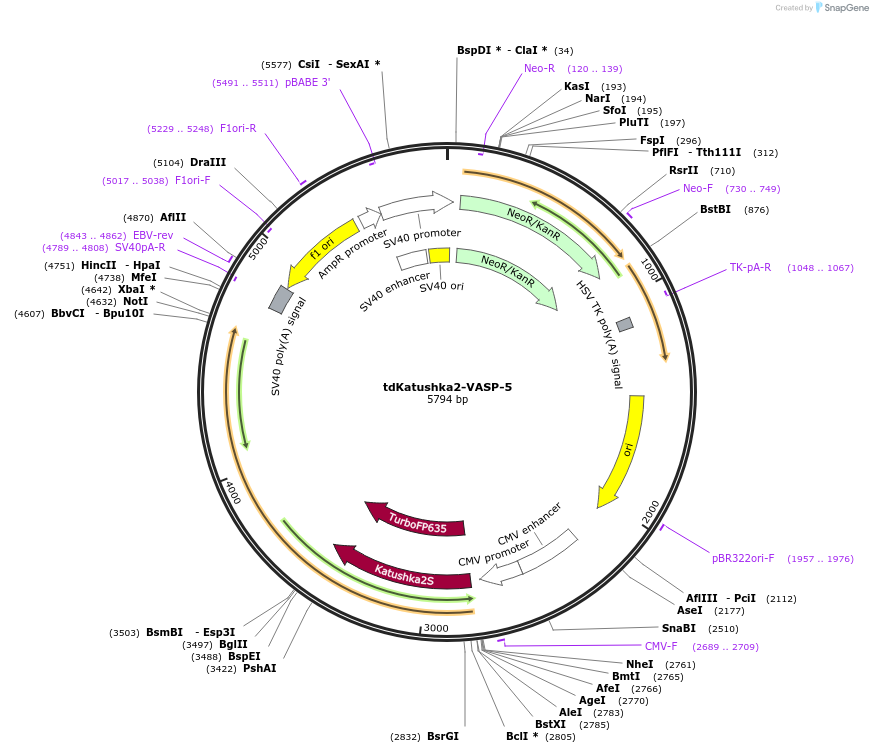 56049-plasmid-map-sequence-id-424517