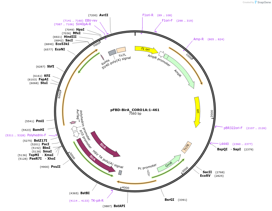 424519_map