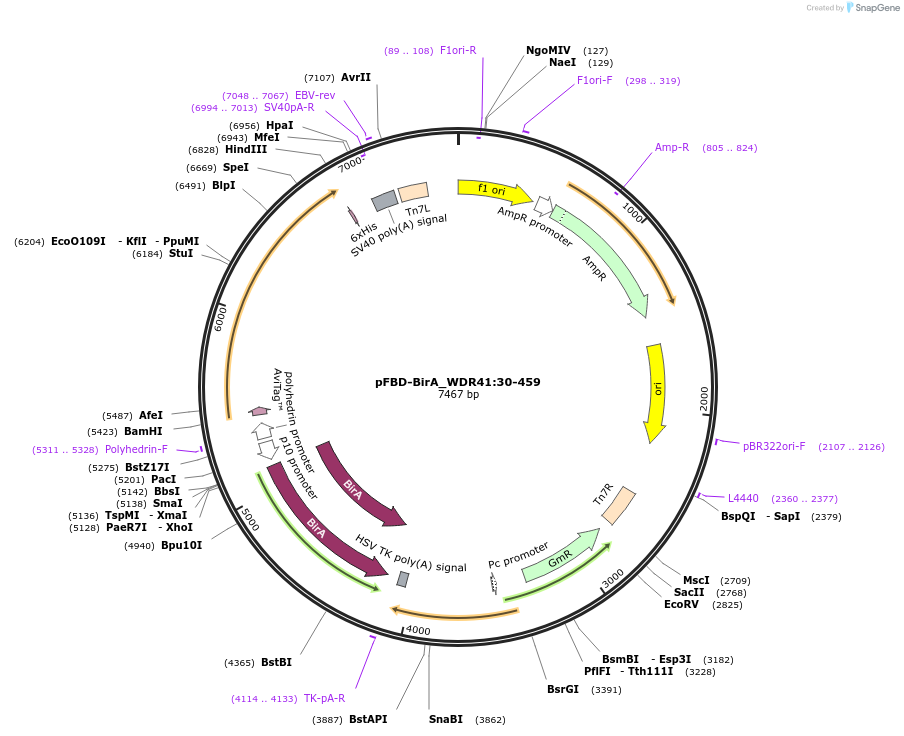 210892-plasmid-map-sequence-id-424520