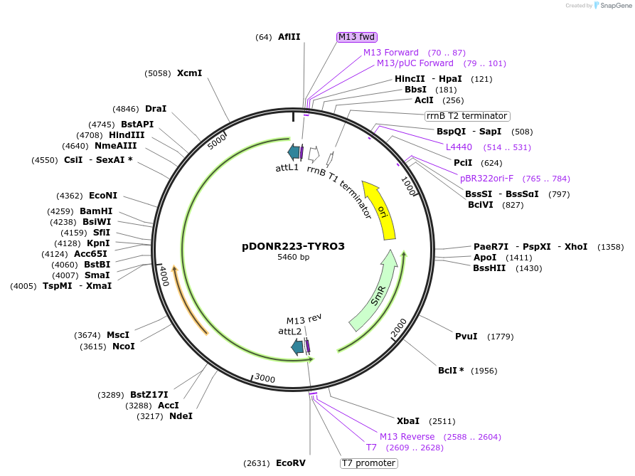 23916-plasmid-map-sequence-id-424530