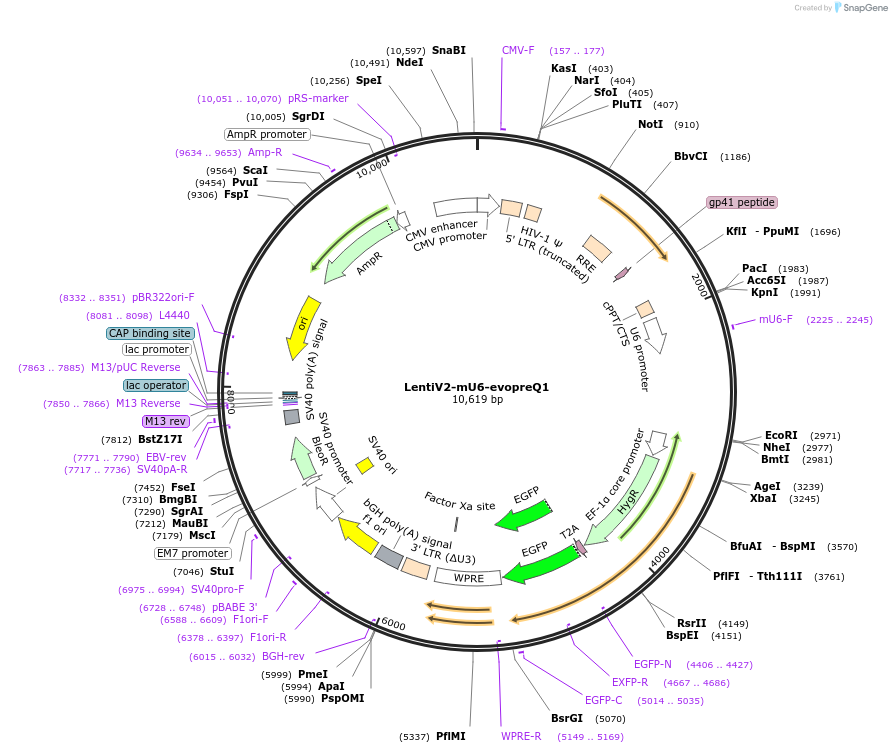 210190-plasmid-map-sequence-id-424543