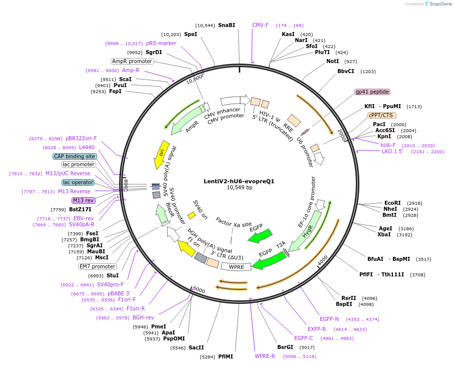 210189-plasmid-map-sequence-id-424545