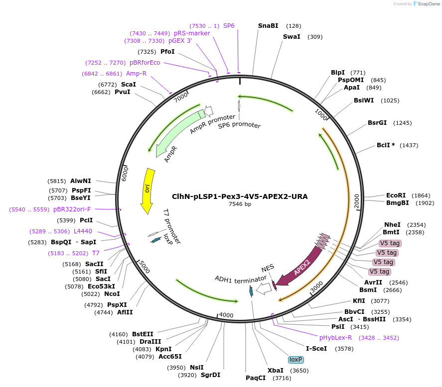 207069-plasmid-map-sequence-id-424567