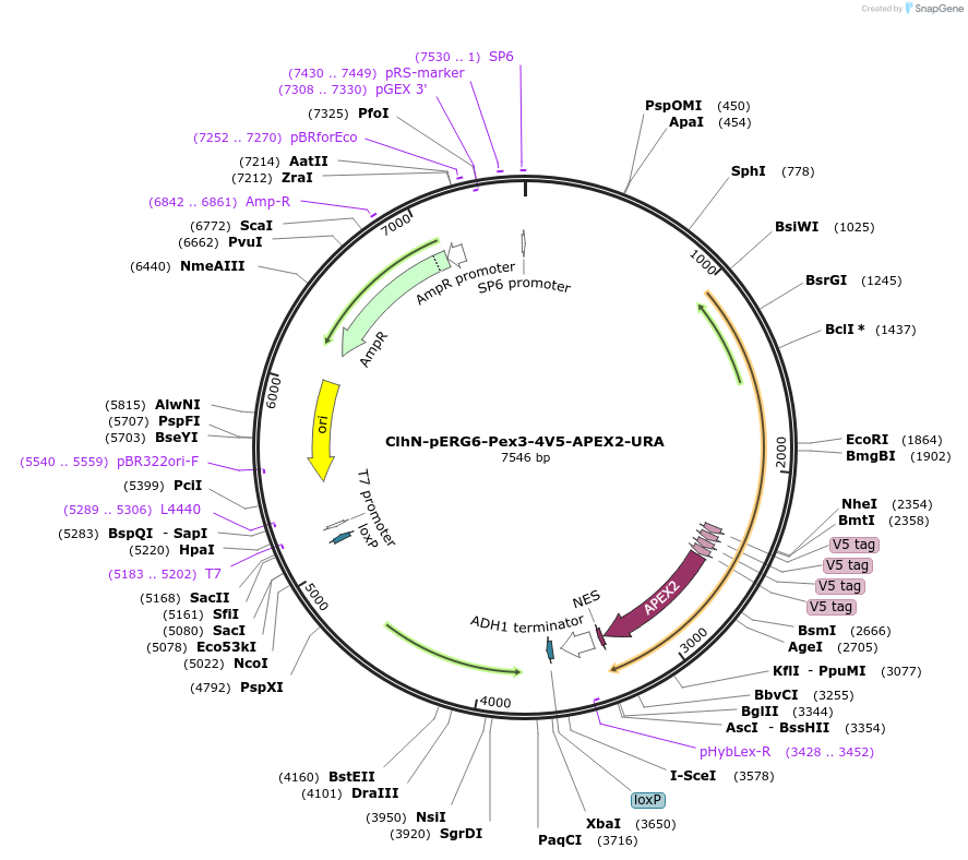 207068-plasmid-map-sequence-id-424568
